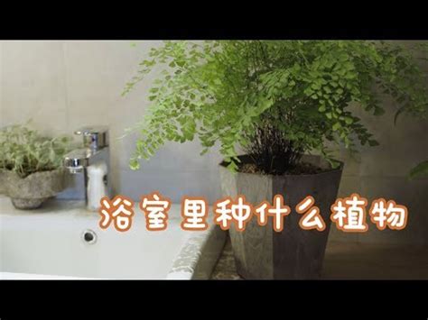 適合種在浴室的植物|【浴室放植物】浴室也能綠意盎然！10種最適合養在浴。